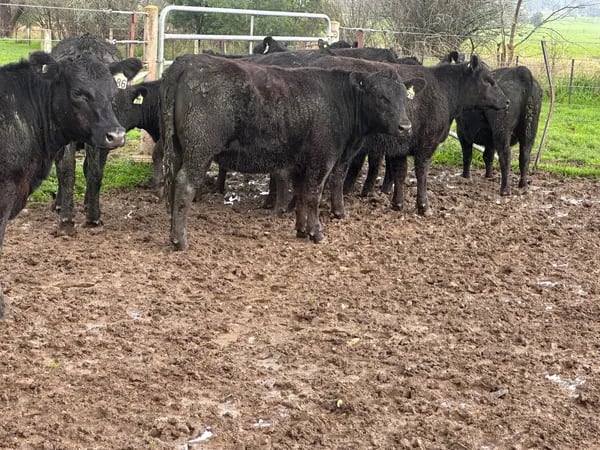 10 Angus Weaner Heifers to Auction, Cudgewa VIC - Agora Livestock listing MKPILQ3