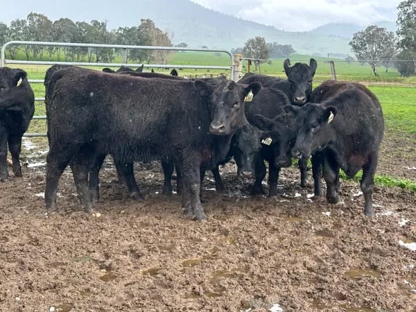 10 Angus Weaner Heifers to Auction, Cudgewa VIC - Agora Livestock listing MKPILQ3
