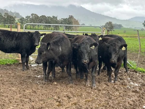 10 Angus Weaner Heifers to Auction, Cudgewa VIC - Agora Livestock listing MKPILQ3