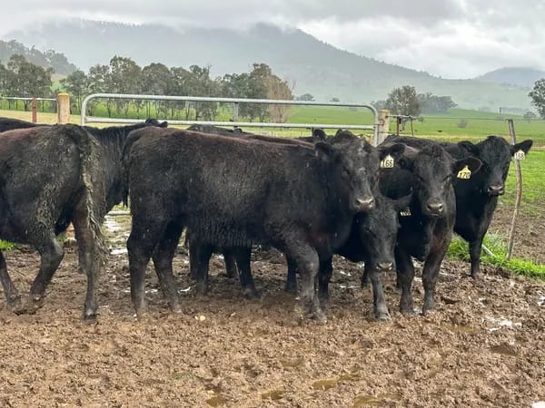 10 Angus Weaner Heifers to Auction, Cudgewa VIC - Agora Livestock listing MKPILQ3