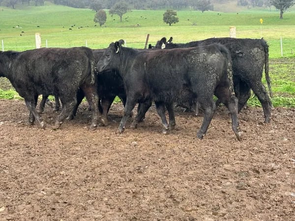 10 Angus Weaner Heifers to Auction, Cudgewa VIC - Agora Livestock listing MKPILQ3