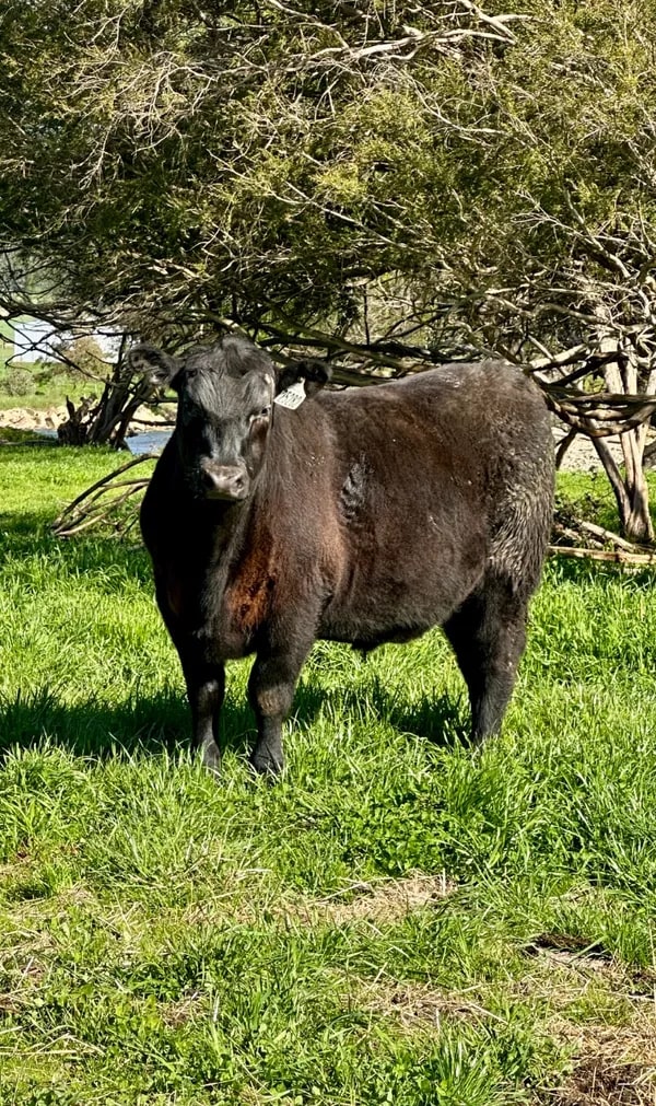 43 Heavy Purebred Angus Feeder Steers, Nariel Valley , Vic  ( A+ Fri Sep 18th 9AM est ), Nariel Valley VIC - Agora Livestock listing 6XZIRWQ