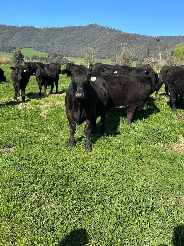 43 Heavy Purebred Angus Feeder Steers, Nariel Valley , Vic  ( A+ Fri Sep 18th 9AM est ), Nariel Valley VIC - Agora Livestock listing 6XZIRWQ