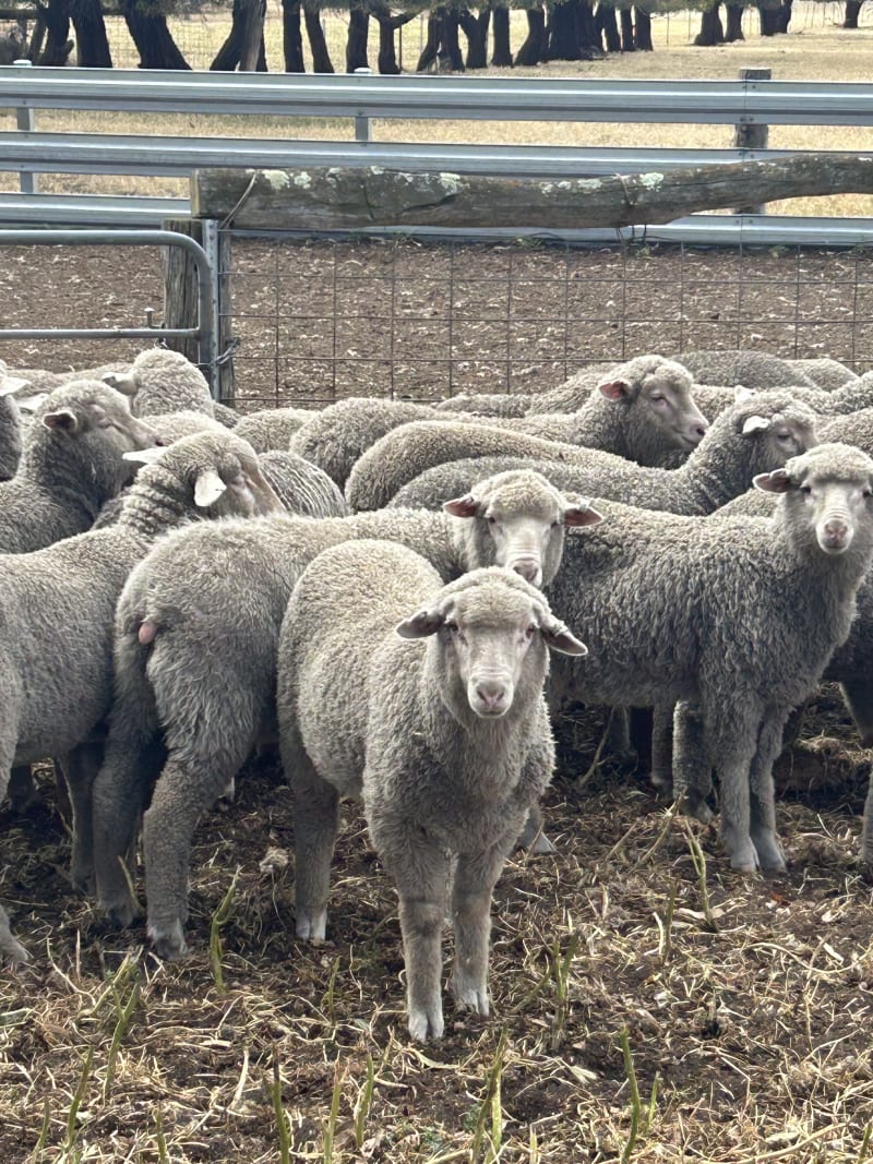 920 Purebred Merino Wether Lambs, 32kg+ Store, Beaufort River WA - Agora Livestock listing NDPI2MO