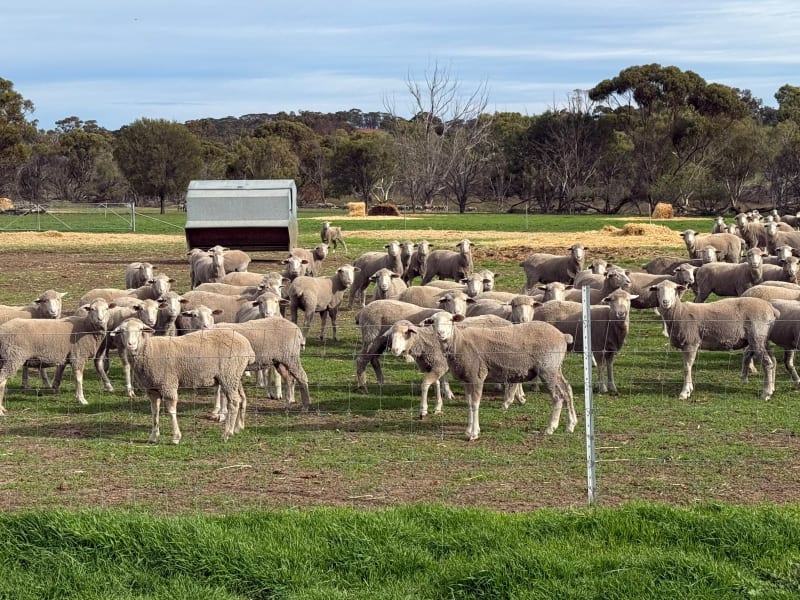 800 PTE Dohne/Merino Ewe Lambs, White Tag 2025, Collanilling WA - Agora Livestock listing Z0GBWYL