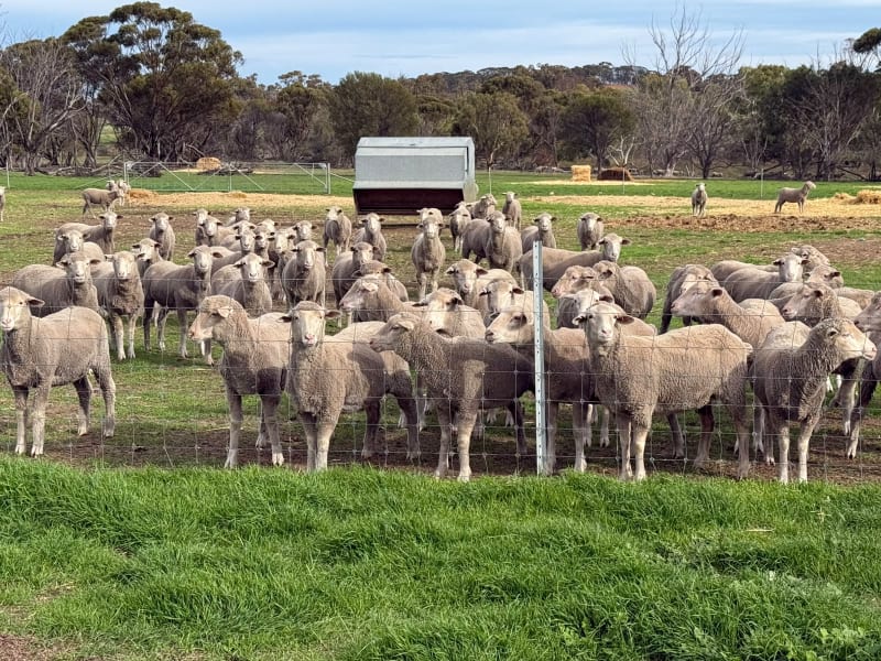 800 PTE Dohne/Merino Ewe Lambs, White Tag 2025, Collanilling WA - Agora Livestock listing Z0GBWYL