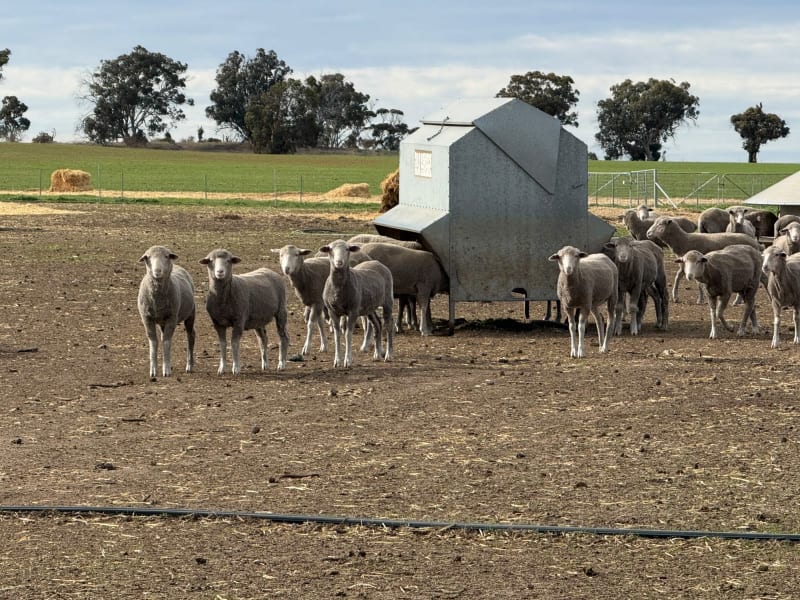 800 PTE Dohne/Merino Ewe Lambs, White Tag 2025, Collanilling WA - Agora Livestock listing Z0GBWYL