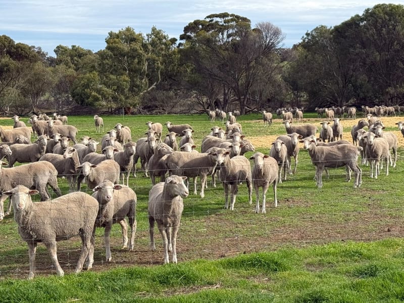 800 PTE Dohne/Merino Ewe Lambs, White Tag 2025, Collanilling WA - Agora Livestock listing Z0GBWYL