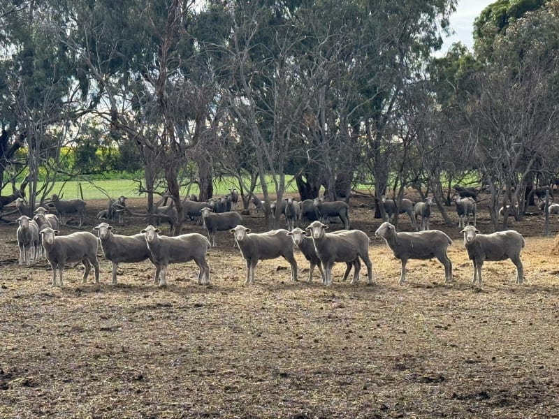 800 PTE Dohne/Merino Ewe Lambs, White Tag 2025, Collanilling WA - Agora Livestock listing Z0GBWYL