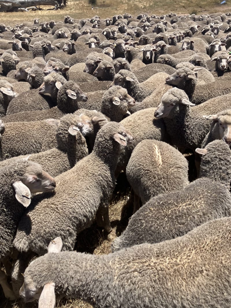 800 MPM Merino Ewe Lambs, White Tag, High Fertility, Jingalup WA - Agora Livestock listing 3QOIO2M