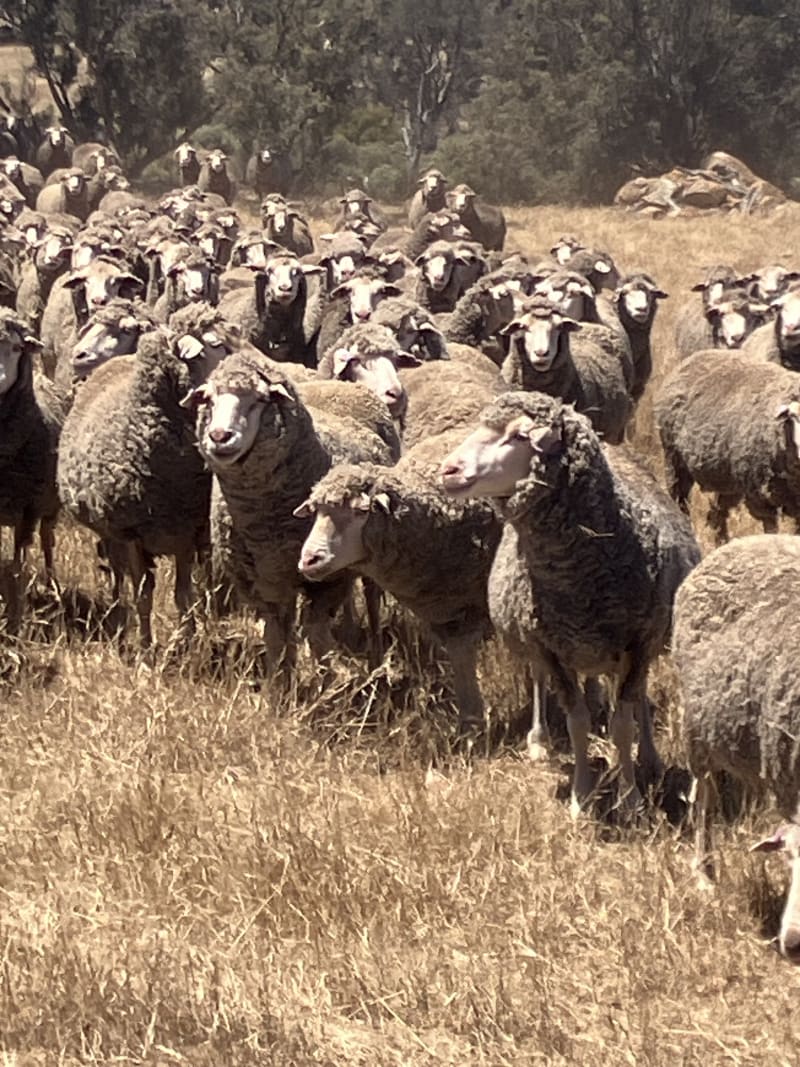 Fertile Purple Tag Merino Ewes, 17-18 Micron, Jingalup WA - Agora Livestock listing GDMILML