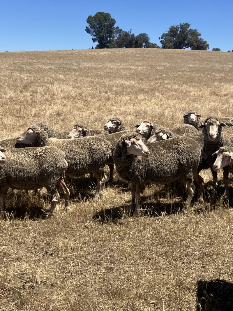 Fertile Purple Tag Merino Ewes, 17-18 Micron, Jingalup WA - Agora Livestock listing GDMILML