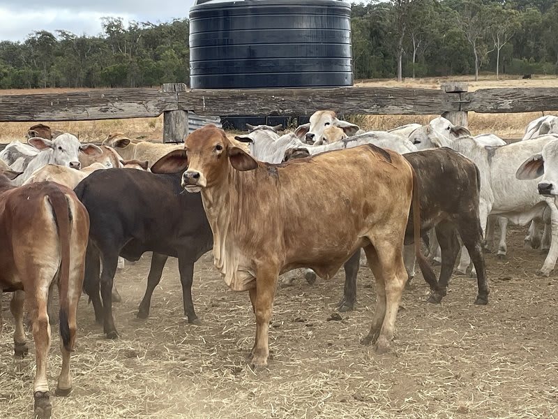157 Weaned Crossbred Heifers, Good Condition, Yard Weaned, Mareeba QLD - Agora Livestock listing R2PCRP