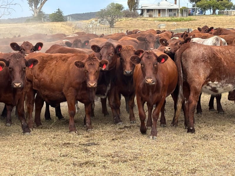 108 PTIC Shorthorn Heifers, Spry Blood, Vendor Bred, Gulgong NSW - Agora Livestock listing 6XZIRDX