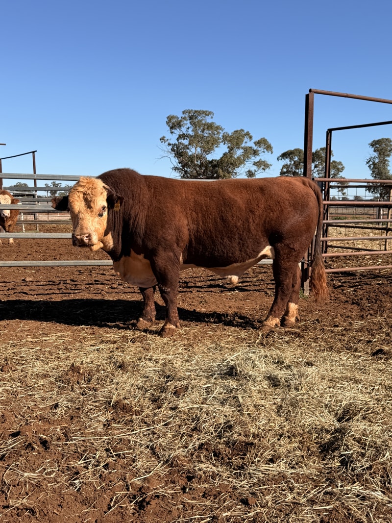 10 Hereford, Simmental, Charolias  Bulls, North Bungunya QLD - Agora Livestock listing WWPIVLD