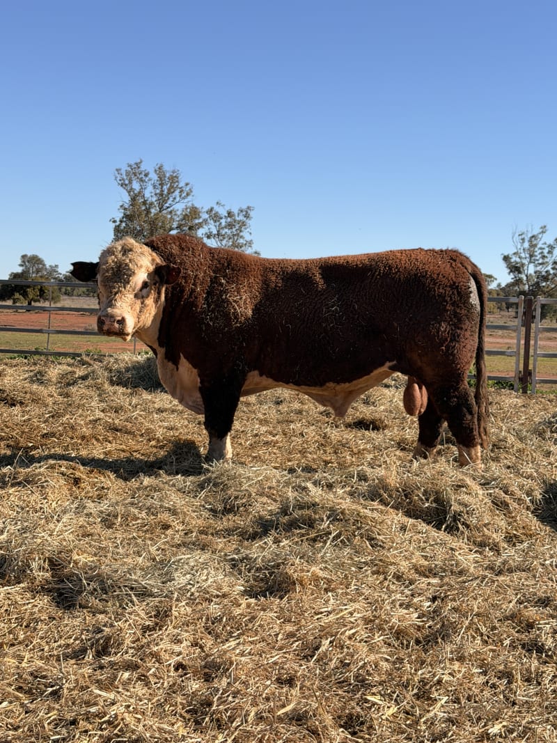 10 Hereford, Simmental, Charolias  Bulls, North Bungunya QLD - Agora Livestock listing WWPIVLD