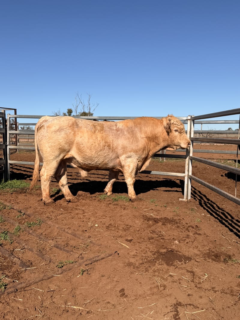 10 Hereford, Simmental, Charolias  Bulls, North Bungunya QLD - Agora Livestock listing WWPIVLD