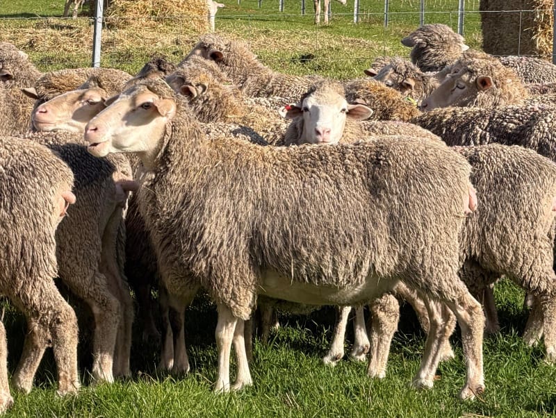 962  Mixed age Oct shorn MPM Merino Performance bred Ewes SIL, Borderdale WA - Agora Livestock listing 01KA0RV