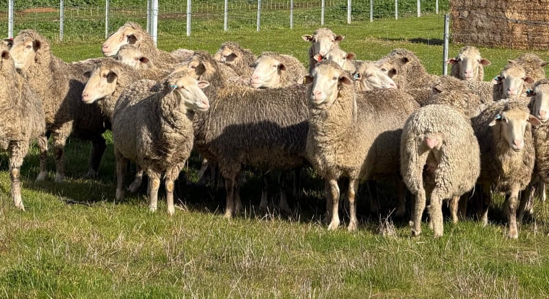 962  Mixed age Oct shorn MPM Merino Performance bred Ewes SIL, Borderdale WA - Agora Livestock listing 01KA0RV