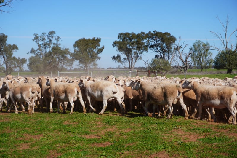 660 Proven Ultra White Breeder Ewes, Ready to Join, Nyngan NSW - Agora Livestock listing LKPIZ7Y