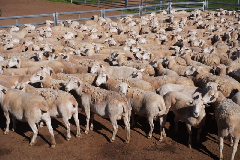 660 Proven Ultra White Breeder Ewes, Ready to Join, Nyngan NSW - Agora Livestock listing LKPIZ7Y