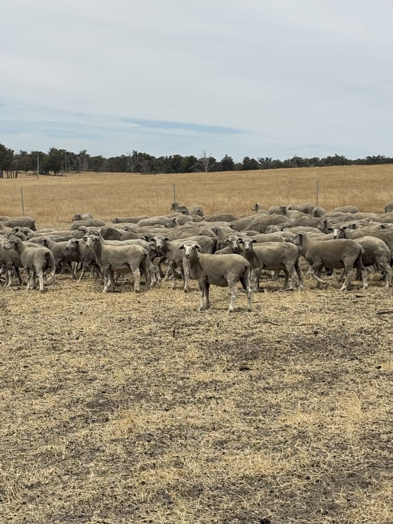 Grain-Fed Crossbred Lambs 34-44kg, LPA Accredited, Changerup WA - Agora Livestock listing NDPIGMK
