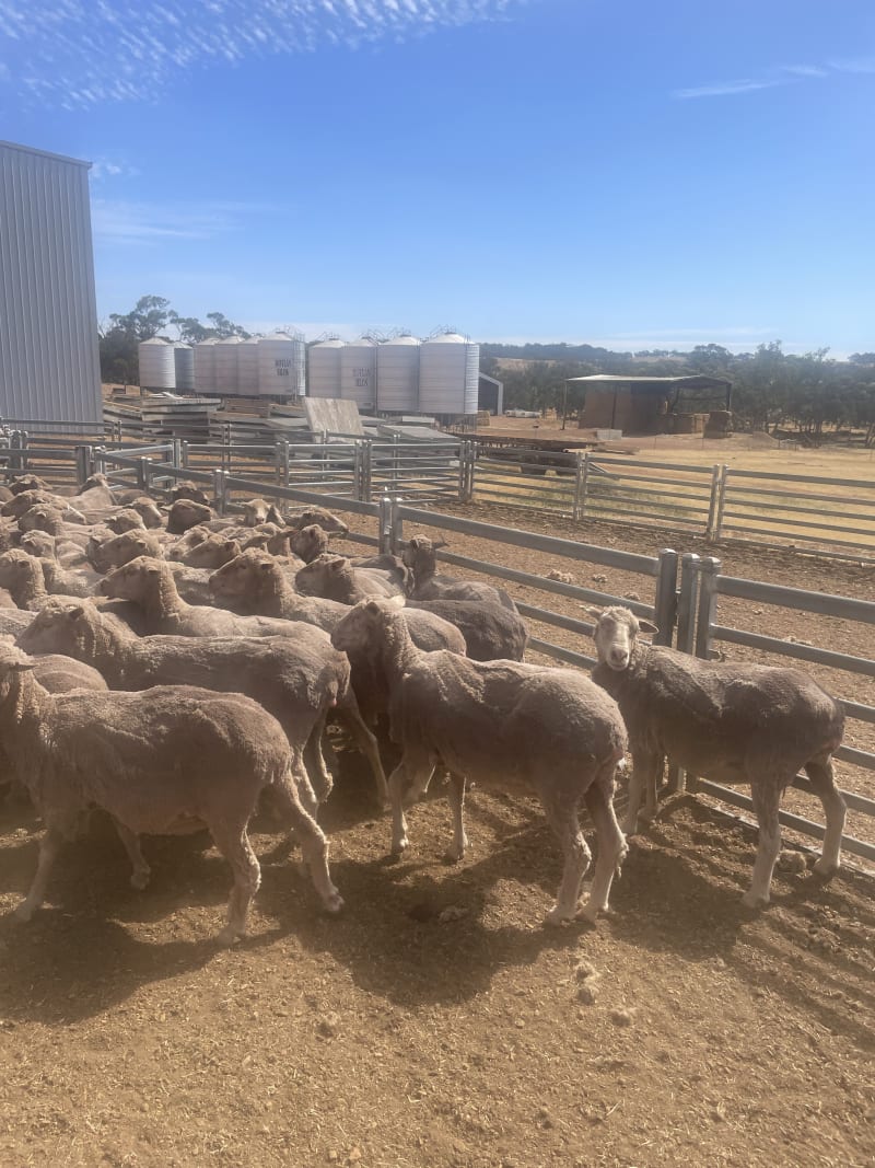 Cranmore Blood Merino Ewes — Complete Flock Dispersal, Mogumber-Yarawindah Road WA - Agora Livestock listing X5ZSEM