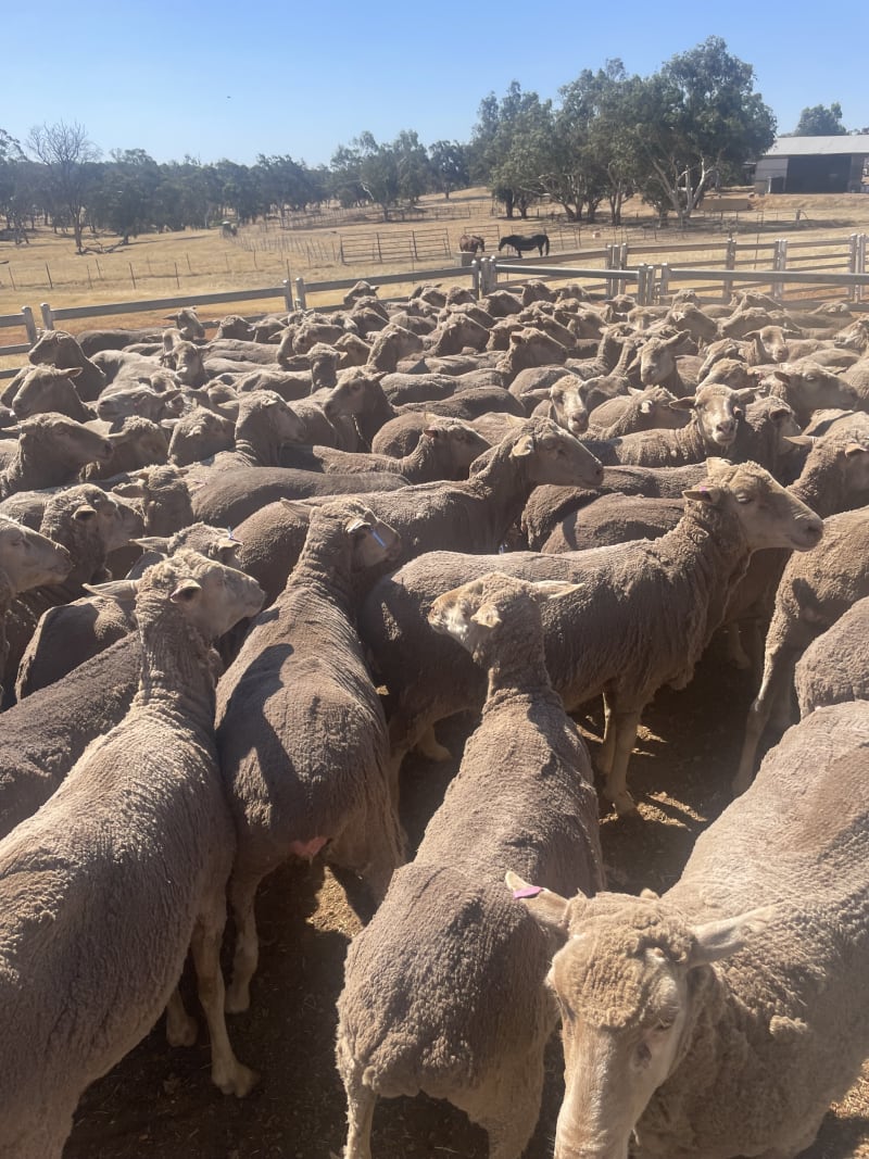 Cranmore Blood Merino Ewes — Complete Flock Dispersal, Mogumber-Yarawindah Road WA - Agora Livestock listing X5ZSEM