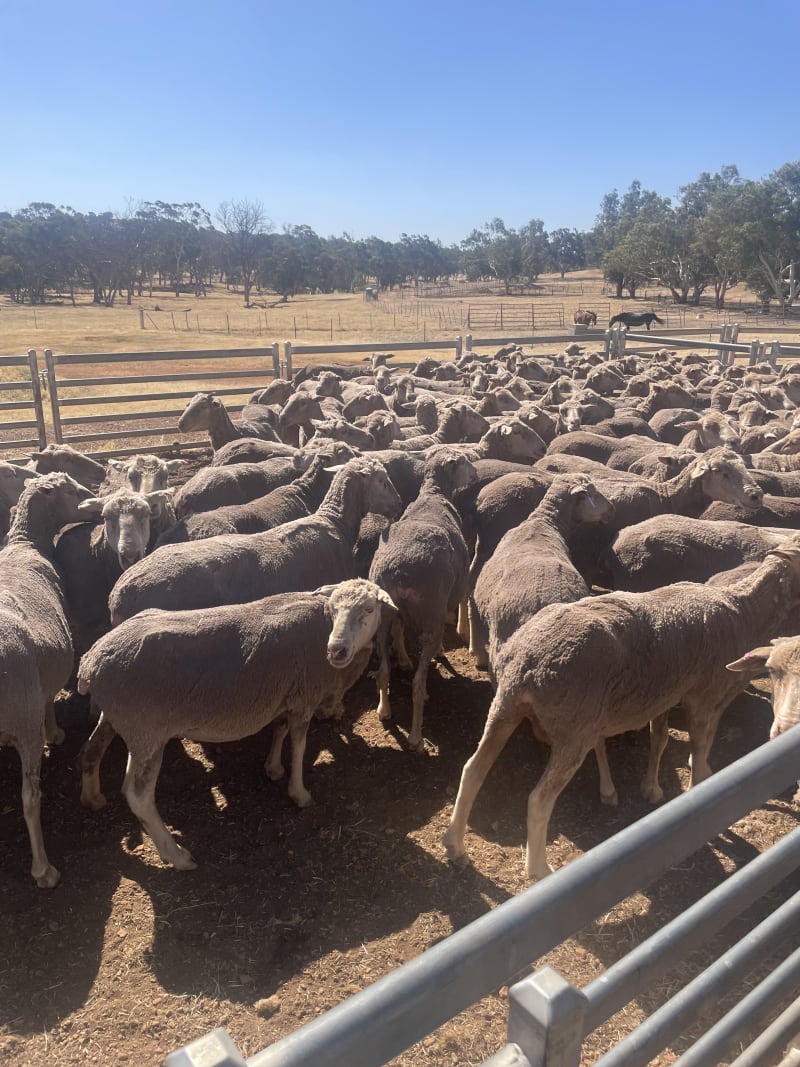 Cranmore Blood Merino Ewes — Complete Flock Dispersal, Mogumber-Yarawindah Road WA - Agora Livestock listing X5ZSEM
