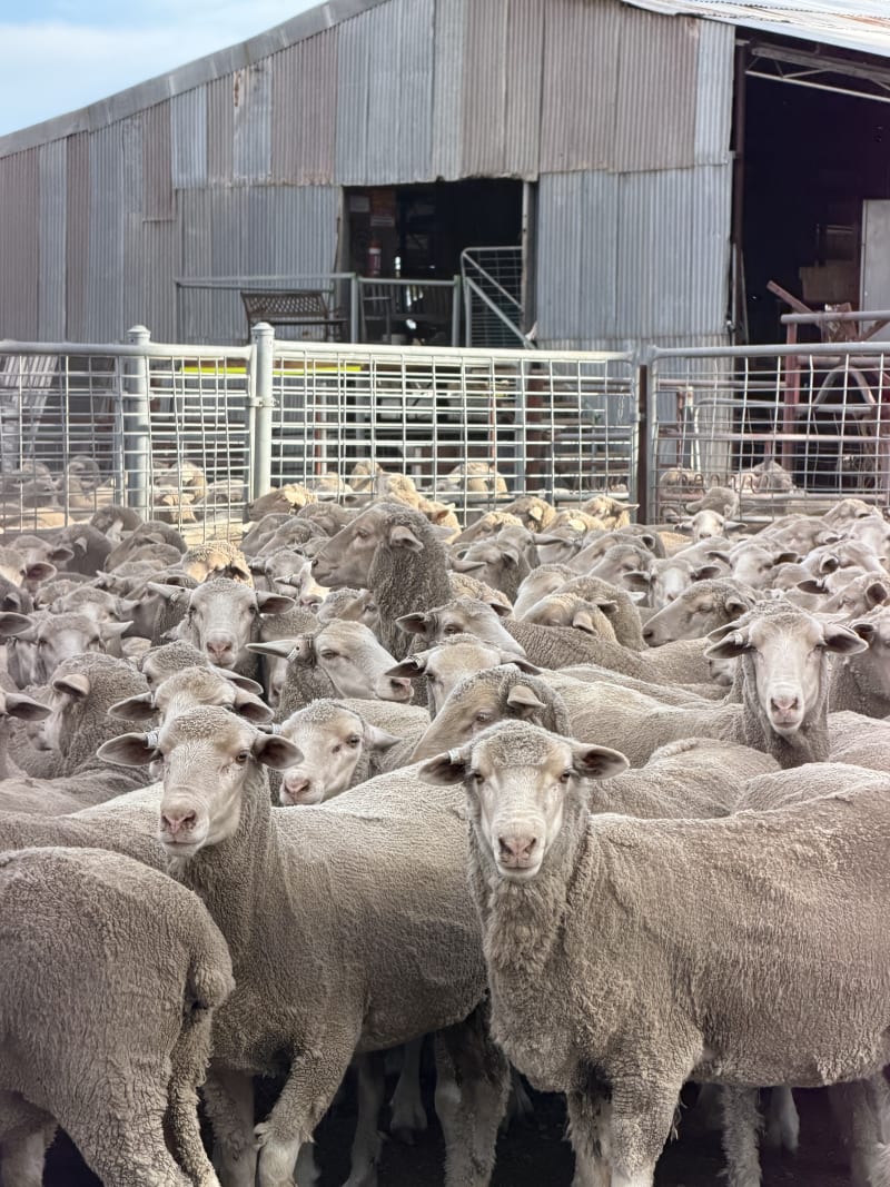 1000 Purebred Merino MPM Breeding Ewes, 61kg Average, Varley WA - Agora Livestock listing GDMILRZ