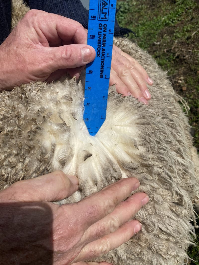 Purebred Merino Wether Lambs, ave 41kg on Pellets, Chadwick WA - Agora Livestock listing NDPI5G