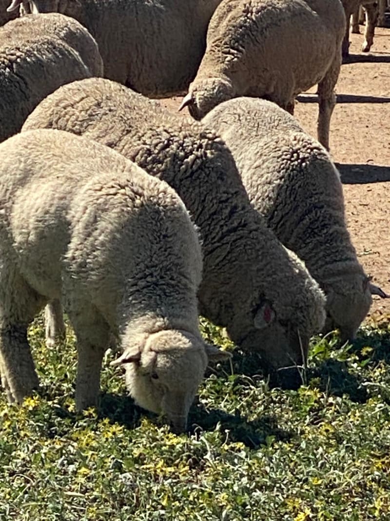 Red Tag Purebred Merino Ewe Hoggets, Breeding, Chadwick WA - Agora Livestock listing NDPIZP