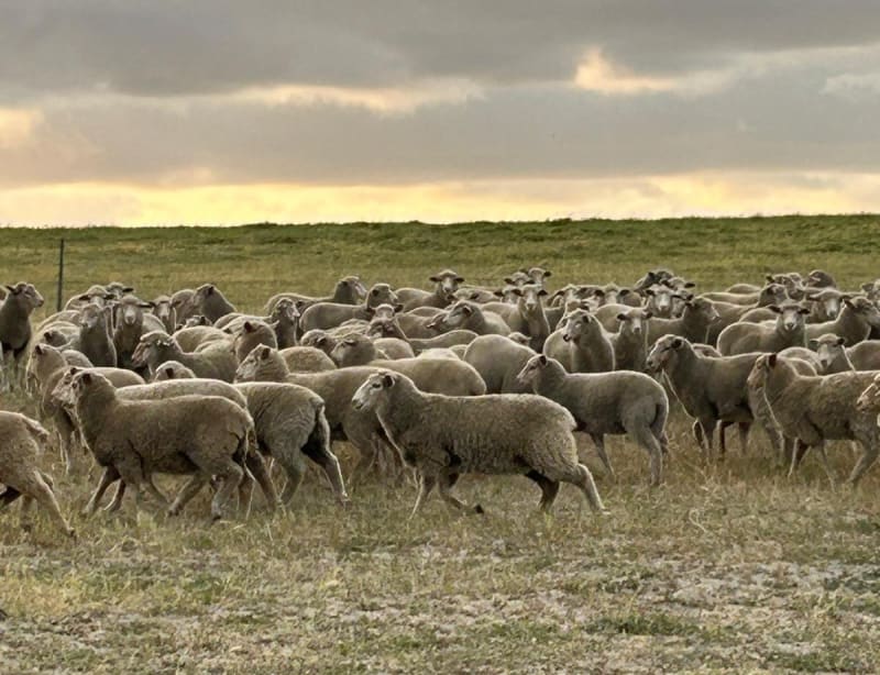 Vendor-Bred Border Leicester Ewe Lambs, Grass-Fed, Yathroo WA - Agora Livestock listing 3QOIZ2
