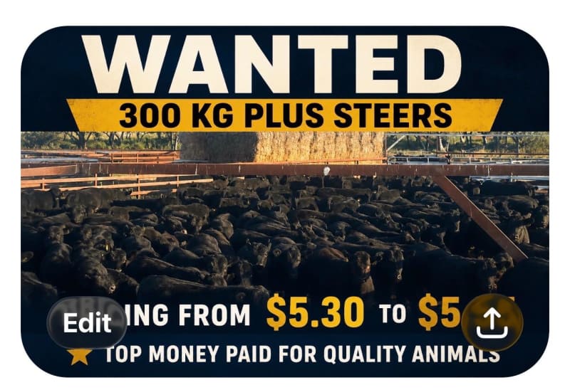 Wanted 300kg + Steers, Bibra Lake WA - Agora Livestock listing VDPIE6X