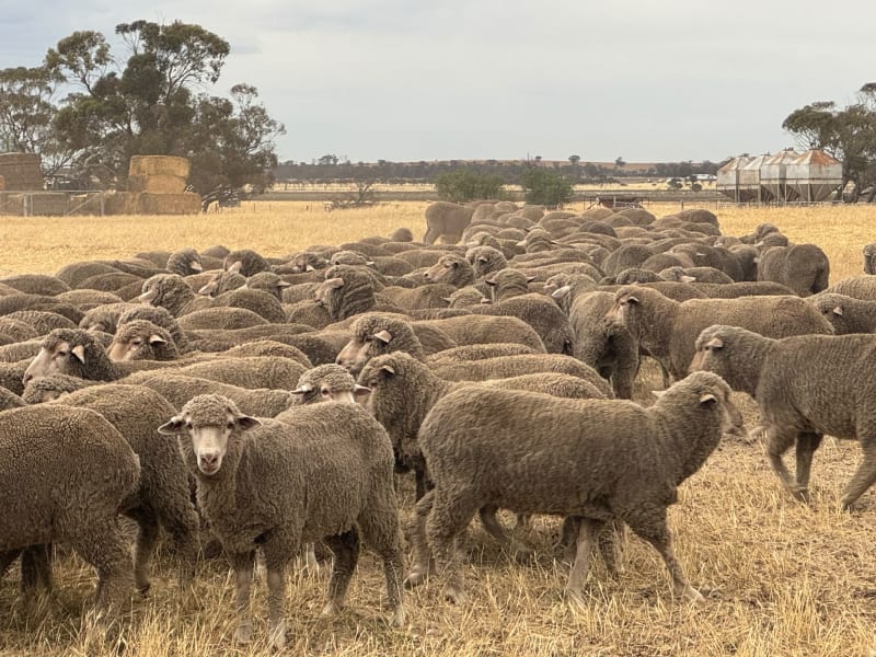 550 April Shorn Merino Ewe Hoggets, Bibra Lake WA - Agora Livestock listing 7NLI4XY