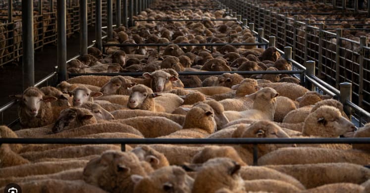 Require store XB lambs 30-45kg lw $5.50 on farm WA, Bibra Lake WA - Agora Livestock listing 1N0IO31