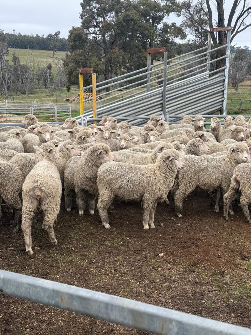 250 XB Ewe Lambs , June drop 38.5kg, Bibra Lake WA - Agora Livestock listing DVOIDWL