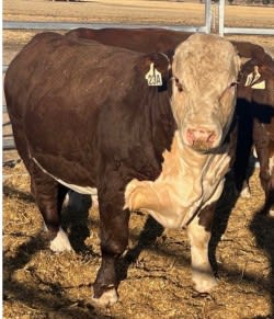 Well-Handled Poll Hereford Stud Bulls, Quiet Temperament, Bibra Lake WA - Agora Livestock listing 1N0ION3