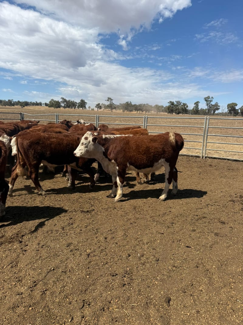 50 Vendor-Bred Hereford X Yearling Steers, Weighed, Bibra Lake WA - Agora Livestock listing 5LEIXW6