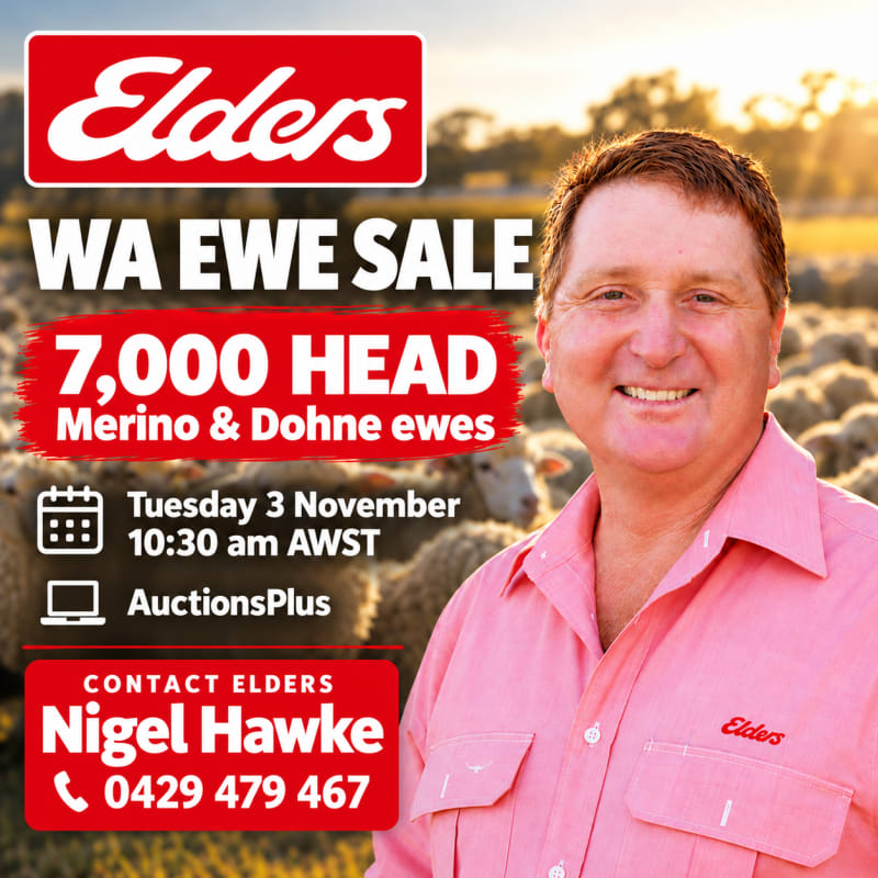 WA Elders Ewe sale Tuesday Nov 3rd A+ 10:30AM  WST  ( 7000 Merino & Dohne Breed Ewes ), Albany region WA - Agora Livestock listing OKVIV1Y