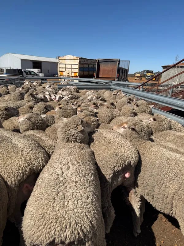 WA Elders Ewe sale Tuesday Nov 3rd A+ 10:30AM  WST  ( 7000 Merino & Dohne Breed Ewes ), Albany region WA - Agora Livestock listing OKVIV1Y