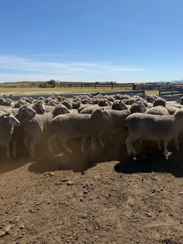 WA Elders Ewe sale Tuesday Nov 3rd A+ 10:30AM  WST  ( 7000 Merino & Dohne Breed Ewes ), Albany region WA - Agora Livestock listing OKVIV1Y