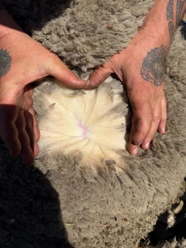 WA Elders Ewe sale Tuesday Nov 3rd A+ 10:30AM  WST  ( 7000 Merino & Dohne Breed Ewes ), Albany region WA - Agora Livestock listing OKVIV1Y
