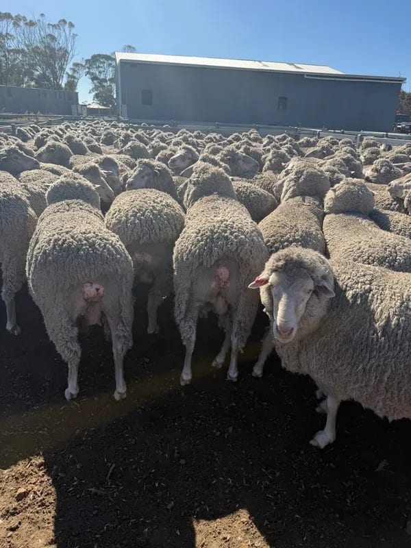 WA Elders Ewe sale Tuesday Nov 3rd A+ 10:30AM  WST  ( 7000 Merino & Dohne Breed Ewes ), Albany region WA - Agora Livestock listing OKVIV1Y