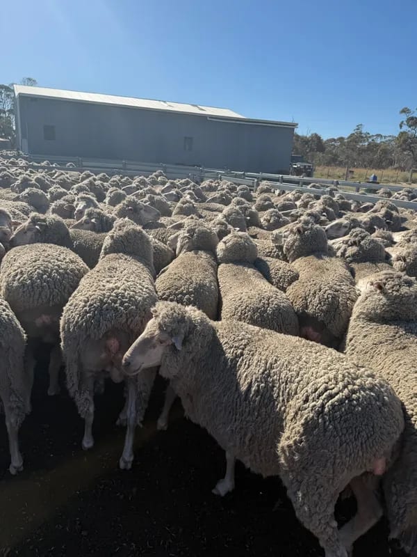 WA Elders Ewe sale Tuesday Nov 3rd A+ 10:30AM  WST  ( 7000 Merino & Dohne Breed Ewes ), Albany region WA - Agora Livestock listing OKVIV1Y