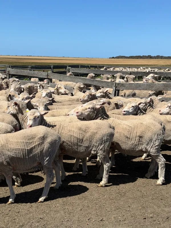 WA Elders Ewe sale Tuesday Nov 3rd A+ 10:30AM  WST  ( 7000 Merino & Dohne Breed Ewes ), Albany region WA - Agora Livestock listing OKVIV1Y
