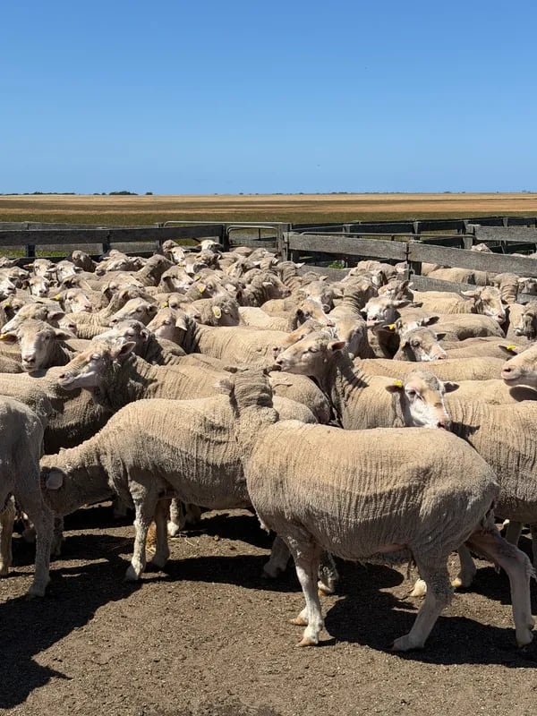 WA Elders Ewe sale Tuesday Nov 3rd A+ 10:30AM  WST  ( 7000 Merino & Dohne Breed Ewes ), Albany region WA - Agora Livestock listing OKVIV1Y