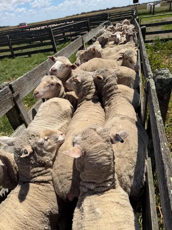 WA Elders Ewe sale Tuesday Nov 3rd A+ 10:30AM  WST  ( 7000 Merino & Dohne Breed Ewes ), Albany region WA - Agora Livestock listing OKVIV1Y