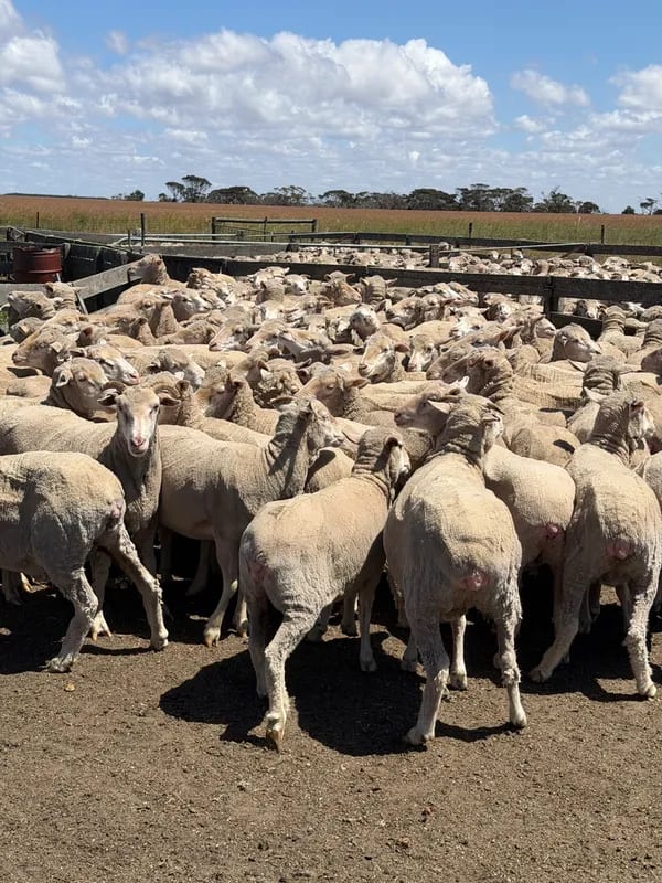 WA Elders Ewe sale Tuesday Nov 3rd A+ 10:30AM  WST  ( 7000 Merino & Dohne Breed Ewes ), Albany region WA - Agora Livestock listing OKVIV1Y