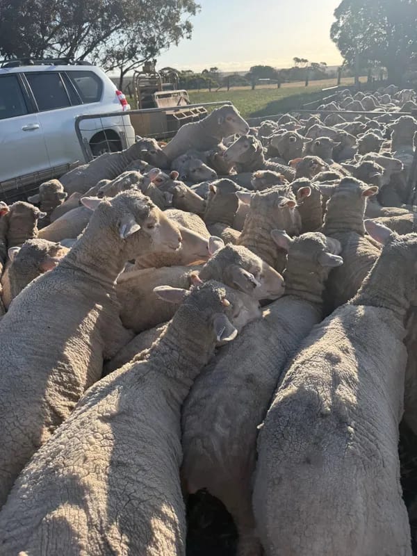 WA Elders Ewe sale Tuesday Nov 3rd A+ 10:30AM  WST  ( 7000 Merino & Dohne Breed Ewes ), Albany region WA - Agora Livestock listing OKVIV1Y